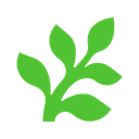 Fern