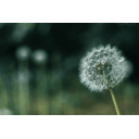 Dandelion Health