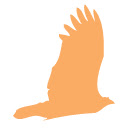 HAWK EYES