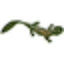 Hellbender