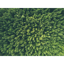 Overstory