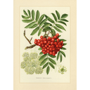 Rowan
